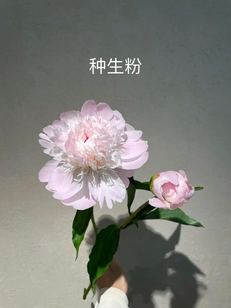芍藥花的寓意跟象征