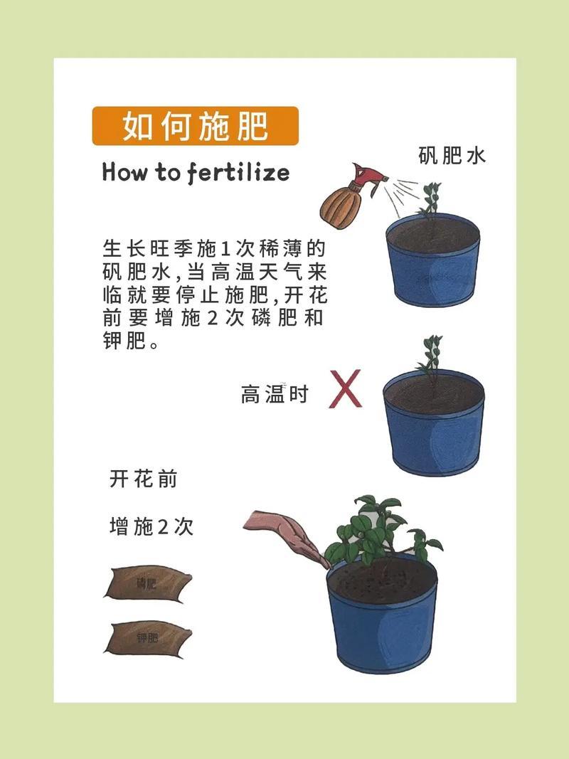 家里為啥不能養(yǎng)茶花